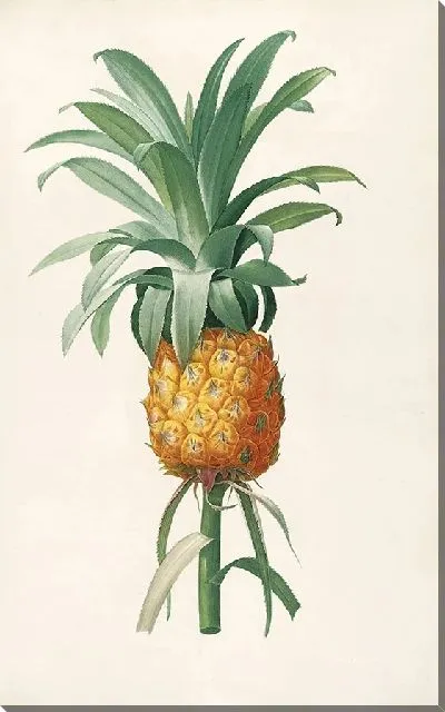 Картина Винтаж ботаника Редуте №77