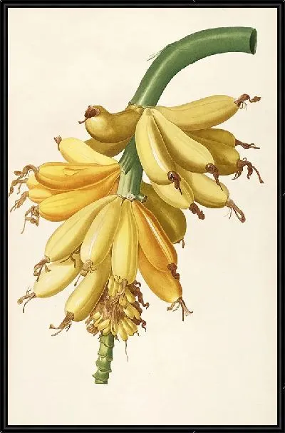 Картина Винтаж ботаника Редуте №79