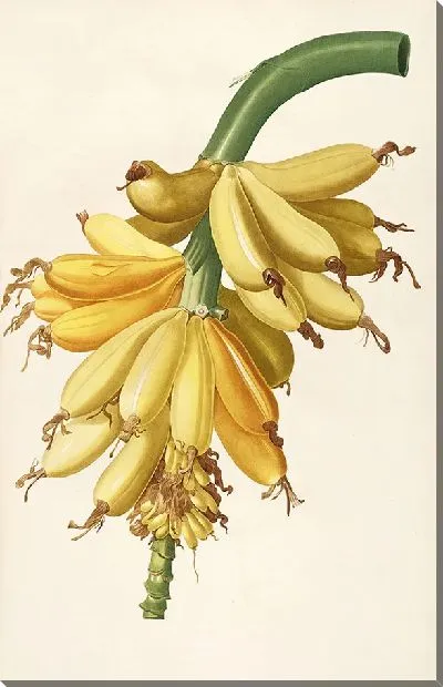 Картина Винтаж ботаника Редуте №79