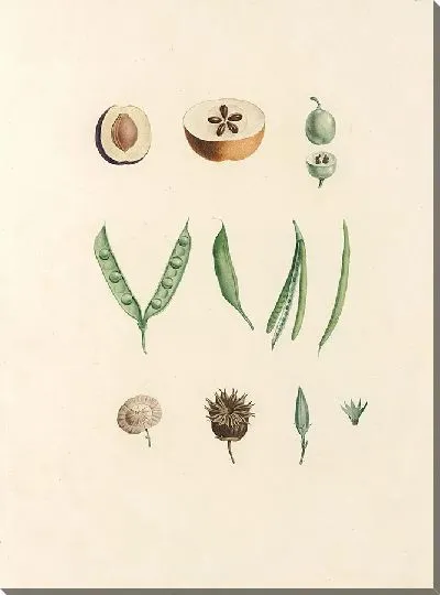 Картина Винтаж ботаника Редуте №80