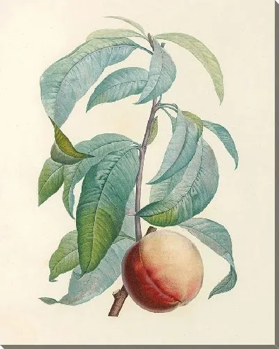 Картина Винтаж ботаника Редуте №81