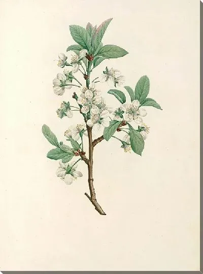 Картина Винтаж ботаника Редуте №82