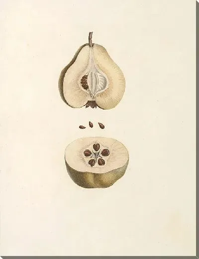 Картина Винтаж ботаника Редуте №83