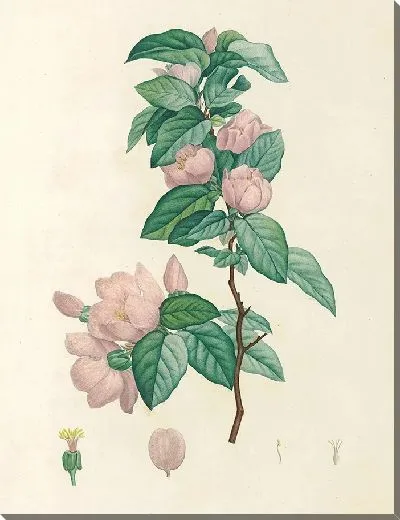 Картина Винтаж ботаника Редуте №84