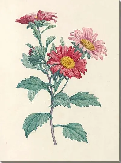 Картина Винтаж ботаника Редуте №85