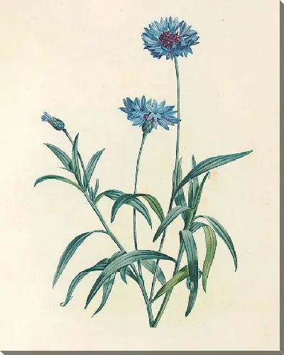 Картина Винтаж ботаника Редуте №86