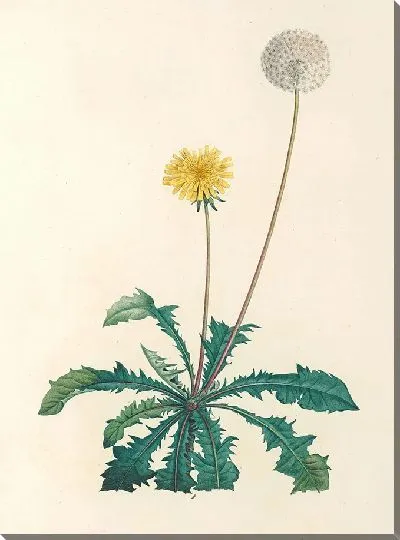 Картина Винтаж ботаника Редуте №87