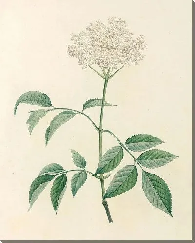 Картина Винтаж ботаника Редуте №88