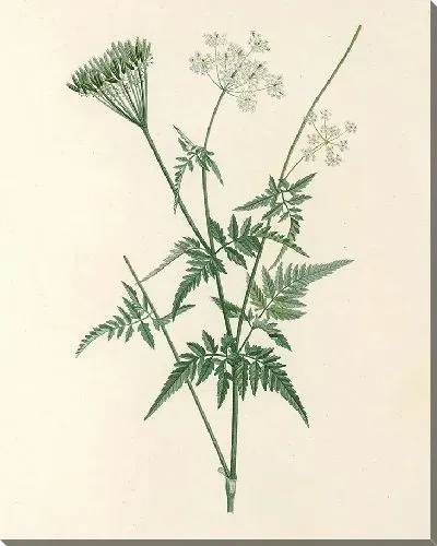 Картина Винтаж ботаника Редуте №89