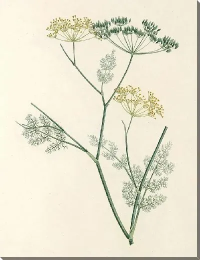 Картина Винтаж ботаника Редуте №90