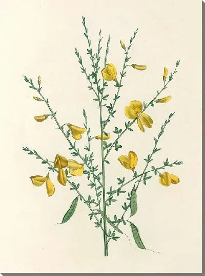 Картина Винтаж ботаника Редуте №91