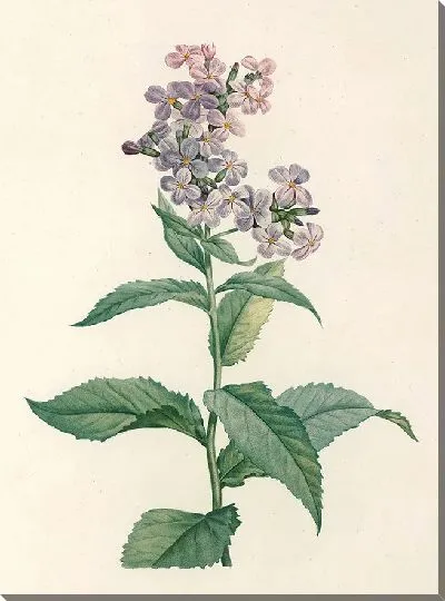 Картина Винтаж ботаника Редуте №92