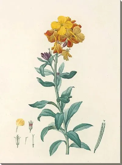 Картина Винтаж ботаника Редуте №93