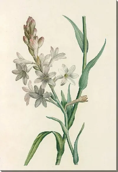 Картина Винтаж ботаника Редуте №94