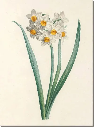 Картина Винтаж ботаника Редуте №95