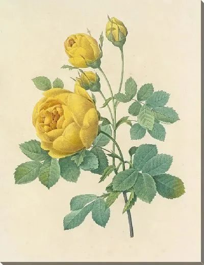 Картина Винтаж ботаника Редуте №96