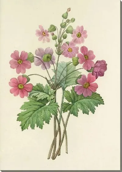 Картина Винтаж ботаника Редуте №97