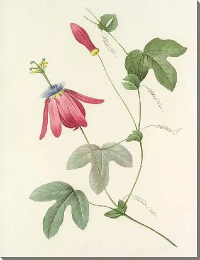 Картина Винтаж ботаника Редуте №98