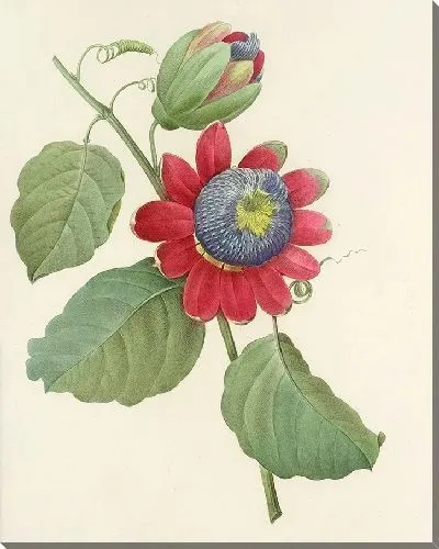 Картина Винтаж ботаника Редуте №99