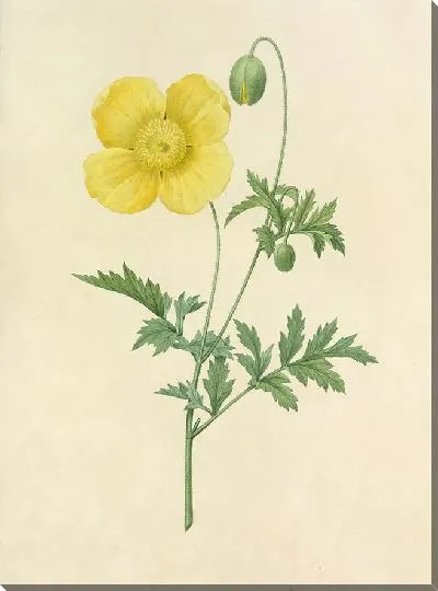 Картина Винтаж ботаника Редуте №100
