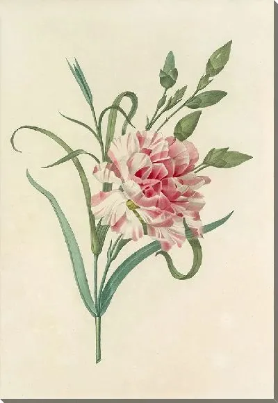Картина Винтаж ботаника Редуте №104