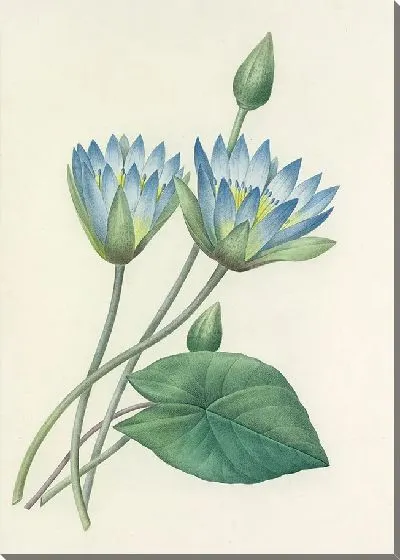 Картина Винтаж ботаника Редуте №105