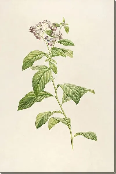 Картина Винтажная ботаника Редуте №101