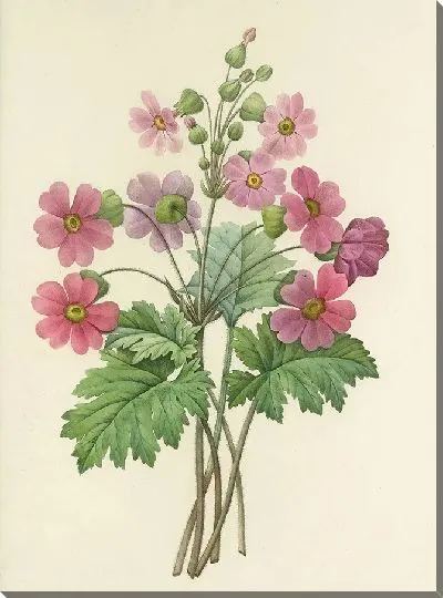 Картина Винтажная ботаника Редуте №102