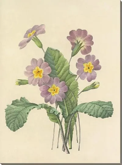 Картина Винтажная ботаника Редуте №103