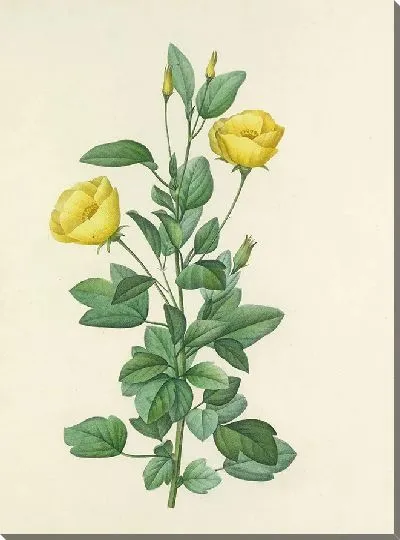 Картина Винтажная ботаника Редуте №104