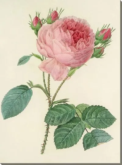 Картина Винтажная ботаника Редуте №105