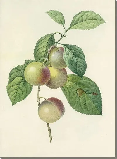 Картина Винтажная ботаника Редуте №106