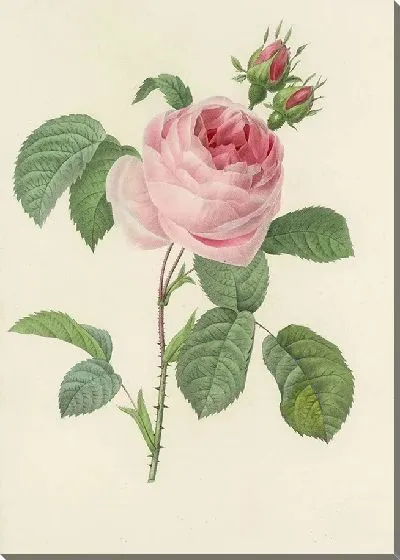 Картина Винтажная ботаника Редуте №107