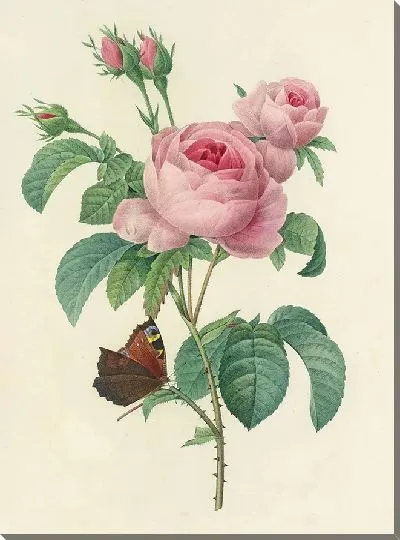 Картина Винтажная ботаника Редуте №108
