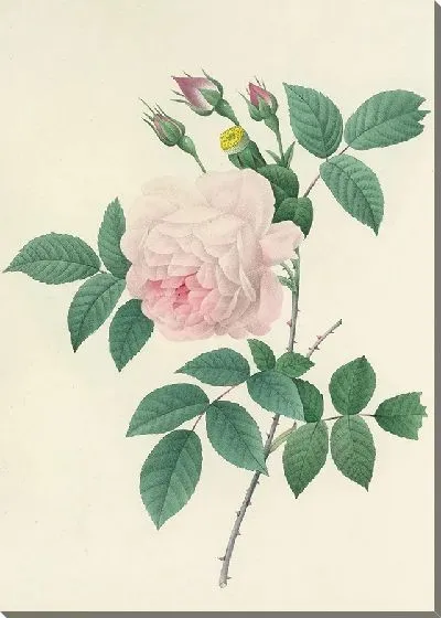 Картина Винтажная ботаника Редуте №109