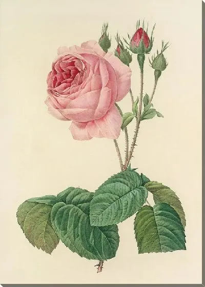 Картина Винтажная ботаника Редуте №110