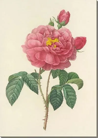 Картина Винтажная ботаника Редуте №111