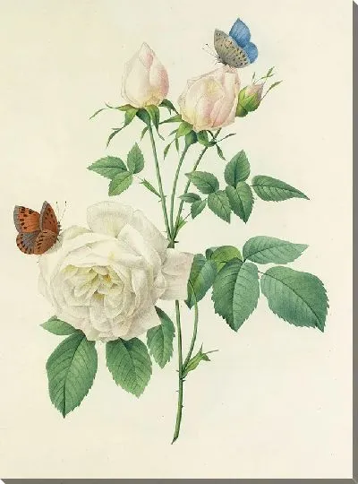 Картина Винтажная ботаника Редуте №112