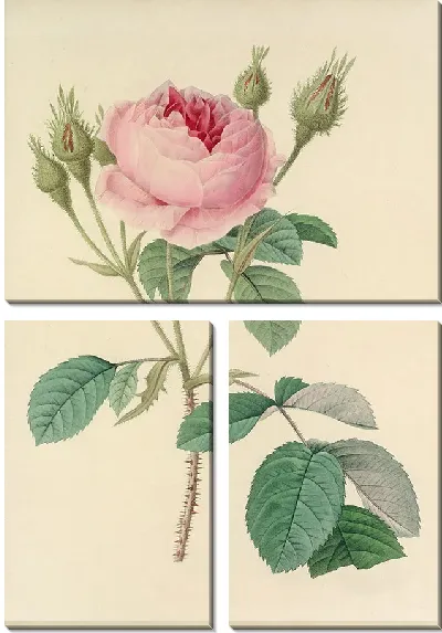 Картина Винтажная ботаника Редуте №114