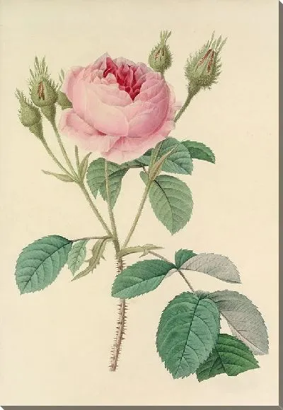 Картина Винтажная ботаника Редуте №114