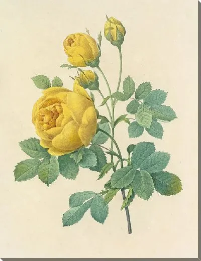 Картина Винтажная ботаника Редуте №116