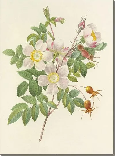 Картина Винтажная ботаника Редуте №117