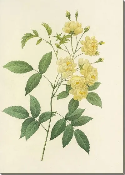 Картина Винтажная ботаника Редуте №118