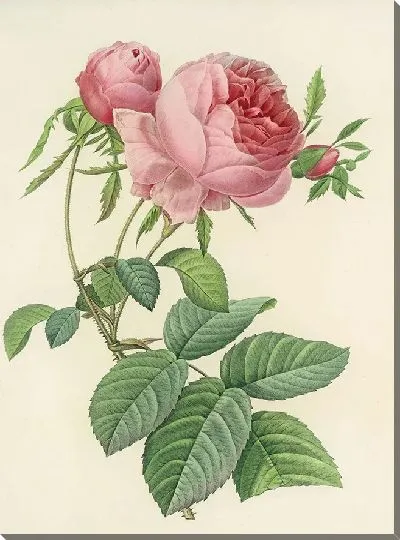 Картина Винтажная ботаника Редуте №119