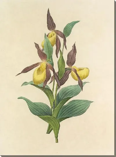 Картина Винтажная ботаника Редуте №121