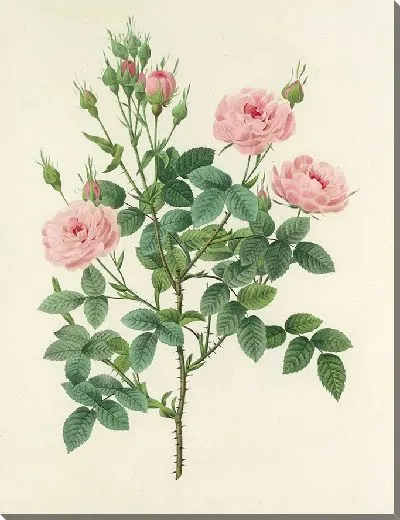 Картина Винтажная ботаника Редуте №122