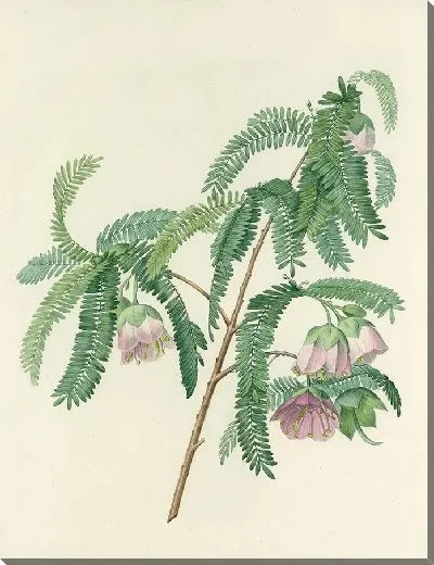 Картина Винтажная ботаника Редуте №123