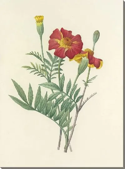 Картина Винтажная ботаника Редуте №124