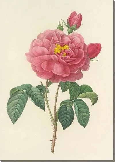 Картина Винтажная ботаника Редуте №125