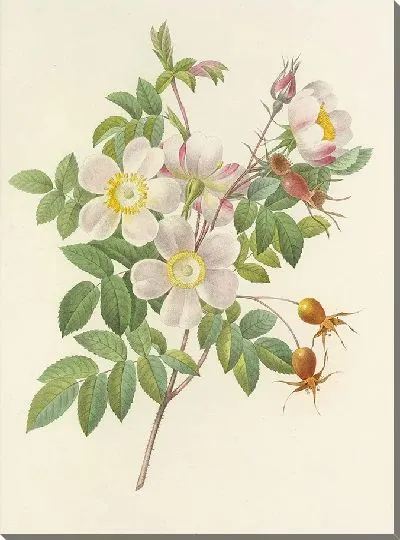 Картина Винтажная ботаника Редуте №126